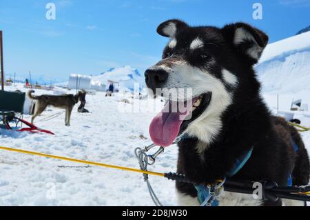 Husky dogs on top of Mendenhall Glacier musher camp trained for sled dog racing and Iditarod races, Mendenhall Glacier near Juneau, Alaska Stock Photo