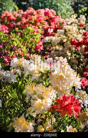 Rhododendron plants in bloom with flowers of different colors. Azalea bushes in the park with different flower colors. Rhododendron plants in bloom. R Stock Photo