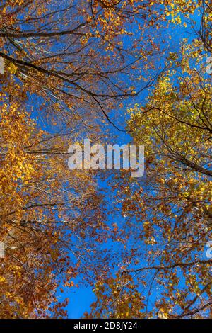 Multicolored dry leaves on the branches of the tree in autumn Stock Photo