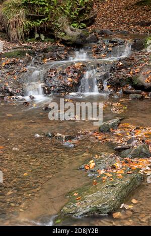 Wepre Park stream in autumn, North Wales Stock Photo
