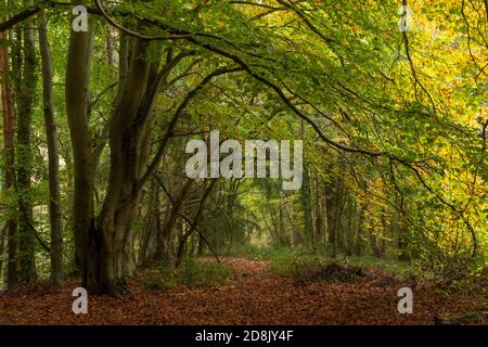 Trees in autumn, Wepre Park, North Wales Stock Photo