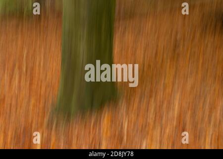 Autumn woodland with motion blur, Wepre Park, North Wales Stock Photo