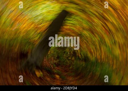 Autumn woodland with motion blur, Wepre Park, North Wales Stock Photo