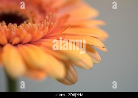 Orange gerbera flower Stock Photo