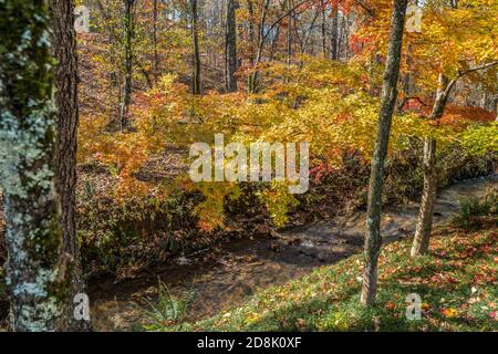 Stunning large Japanese maple tree on the hill with vibrant yellow and orange leaves hanging over the flowing creek in the woodlands on a sunny aftern Stock Photo