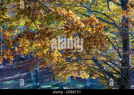 Dry thunderbolts on the branches of the tree, autumnal brown colors. Multicolored dry leaves on the branches of the tree in autumn Stock Photo