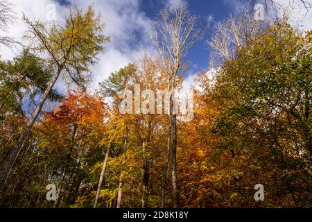Trees in Autumn, Loggerheads Country Park, North Wales Stock Photo