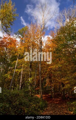 Trees in Autumn, Loggerheads Country Park, North Wales Stock Photo