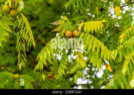 Clusters of walnuts growing on a Black Walnut tree (Juglans nigra) on Old Mission Peninsula near Traverse City, Michigan. Stock Photo