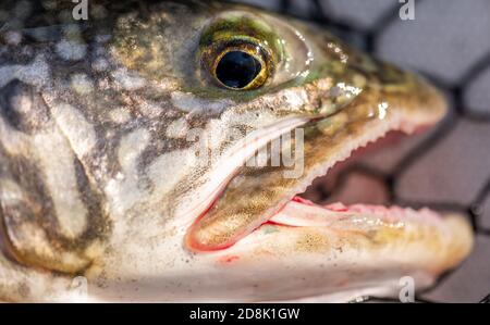 Close-up of the face of a Lake Trout (Salvelinus namaycush) caught in Lake Michigan. Stock Photo