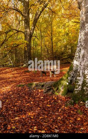 Trees in Autumn, Loggerheads Country Park, North Wales Stock Photo