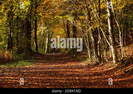 Trees in Autumn, Loggerheads Country Park, North Wales Stock Photo