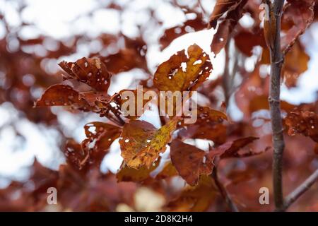 Dry thunderbolts on the branches of the tree, autumnal brown colors. Multicolored dry leaves on the branches of the tree in autumn Stock Photo