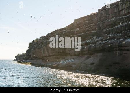 Flock of seagull birds swimming and flying by Bonaventure island cliff in Perce Stock Photo