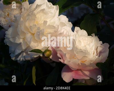 Beautiful pink and white double peonies close-up. Paeonia Morning Kiss. Stock Photo