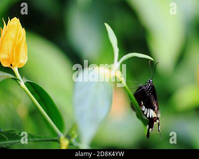 Close up of a Black Swallow tailed butterfly resting on a vibrant green leaf with a bright yellow flower in the background Stock Photo