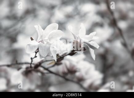 Natural background concept. Magnolia tree blossom. Blossom magnolia branch against nature background. Magnolia flowers in spring time. Stock Photo