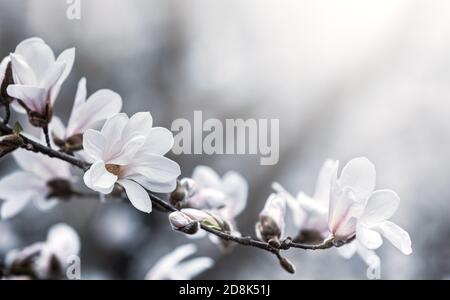 Natural background concept. Magnolia tree blossom. Blossom magnolia branch against nature background. Magnolia flowers in spring time. Stock Photo