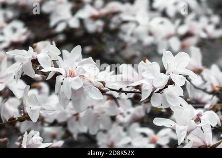 Natural background concept. Magnolia tree blossom. Blossom magnolia branch against nature background. Magnolia flowers in spring time. Stock Photo