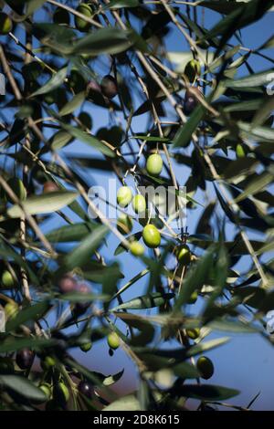 Olive branches full of green and black olives on blue sky background. Stock Photo