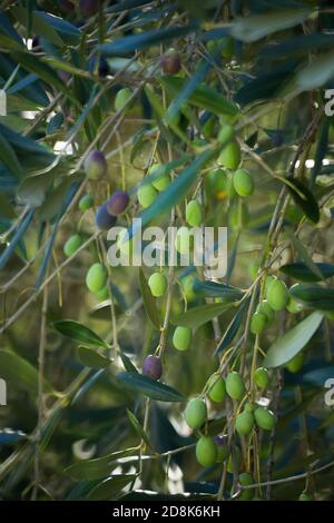 Olive branches full of green and black olives. Stock Photo