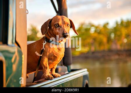 A portrait dog breed dachshund, tanning against the setting sun on the beach in summer