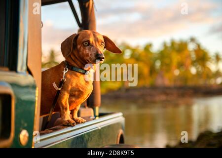 A portrait dog breed dachshund, tanning against the setting sun on the beach in summer