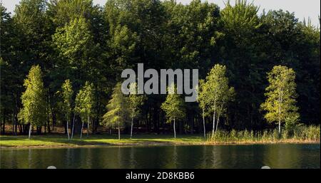 Several white birch trees on the edge of a lake in small Michigan inland lake Stock Photo