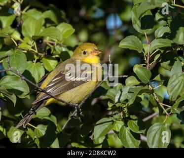 A western tanager rests amid green leaves in Wyoming. Stock Photo