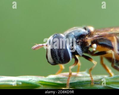 Close up macro of hoverfly on green background. Stock Photo