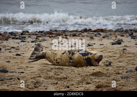 A lone young, grey seal pup on the sand at Horsey Gap, Norfolk, England. Waves from the North Sea roll in and break over the stones along the shore. Stock Photo