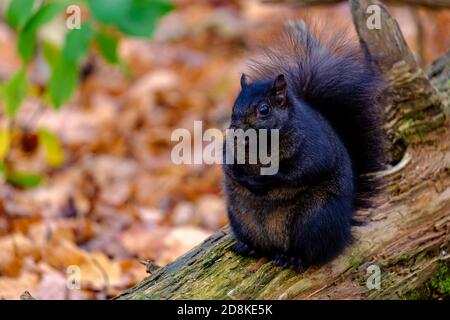 A chubby black squirrel (an eastern gray squirrel with melanistic coloring) sits on top of a log in the forest. Stock Photo