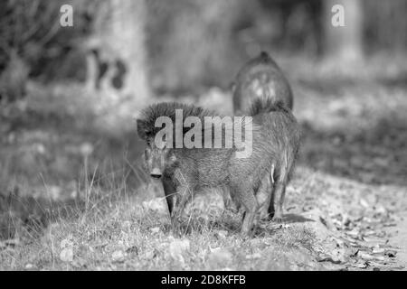 Wild boar (Sus scrofa) in Indian forest Stock Photo