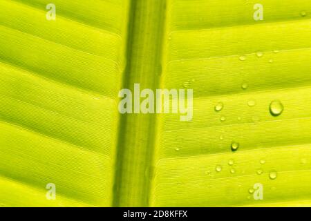 Closeup of water droplet on leaf in the morning Stock Photo