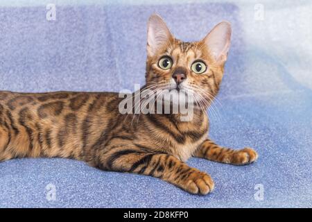 Young playful bengal kitten lying on a blue background while looking up with big eyes Stock Photo