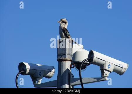 Kookaburra atop a CCTV Pole Stock Photo