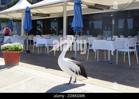 Pelican waiting for Customers at an Outdoor Table Setting Stock Photo