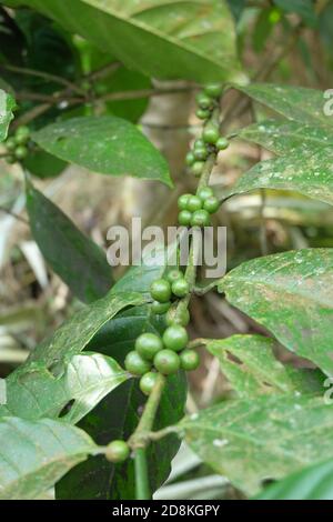 Green coffee beans growing on the branch Stock Photo