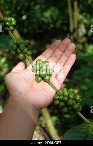 Green coffee beans growing on the branch Stock Photo