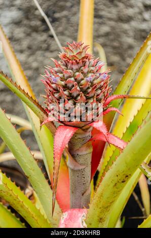 Blooming Pineapple Plant Stock Photo