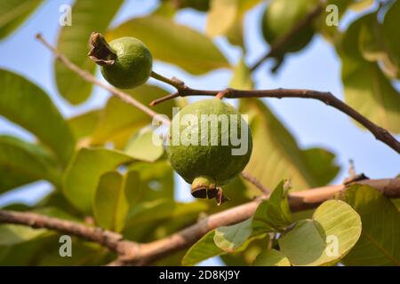 Guava fruit hanging on tree in the garden Stock Photo