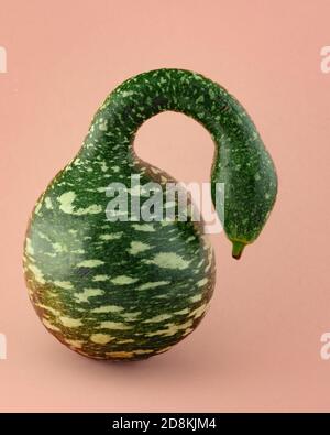 Speckled Swan gourd squash or Korba Gourd close up isolated  on light pink-beige background. Gourd family varieties Stock Photo