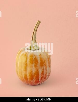 Honey nut squash close up isolated on light pink-beige  background. Gourd family varieties Stock Photo