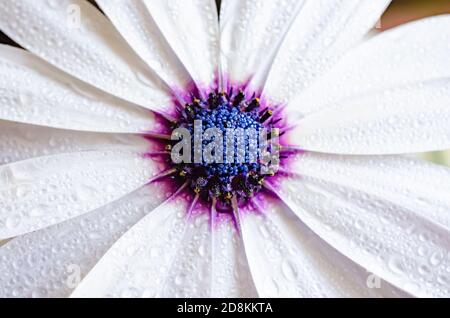 white flower whit blue core with dew drops in a neutral background Stock Photo