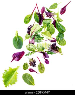 Flying Salad Leaves isolated on white background.   Assortment  with arugula, lettuce, chard, spinach leaves Stock Photo