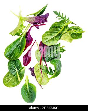 Flying Salad Leaves isolated on white background. Fresh salad.  Assortment  with arugula, lettuce, chard, spinach Stock Photo