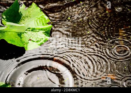 Ripples formed by raindrops on a pond Stock Photo