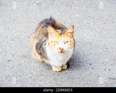 Tricolor cat with green eyes and white mustache sits on the pavement Stock Photo