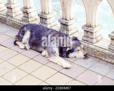 Homeless shaggy black-gray dog sleeps near the railing on the paving slabs Stock Photo