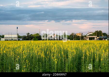 Sunn hemp, Indian hemp, Crotalaria juncea yellow blossom tropical plant with clouds on field at evening Stock Photo